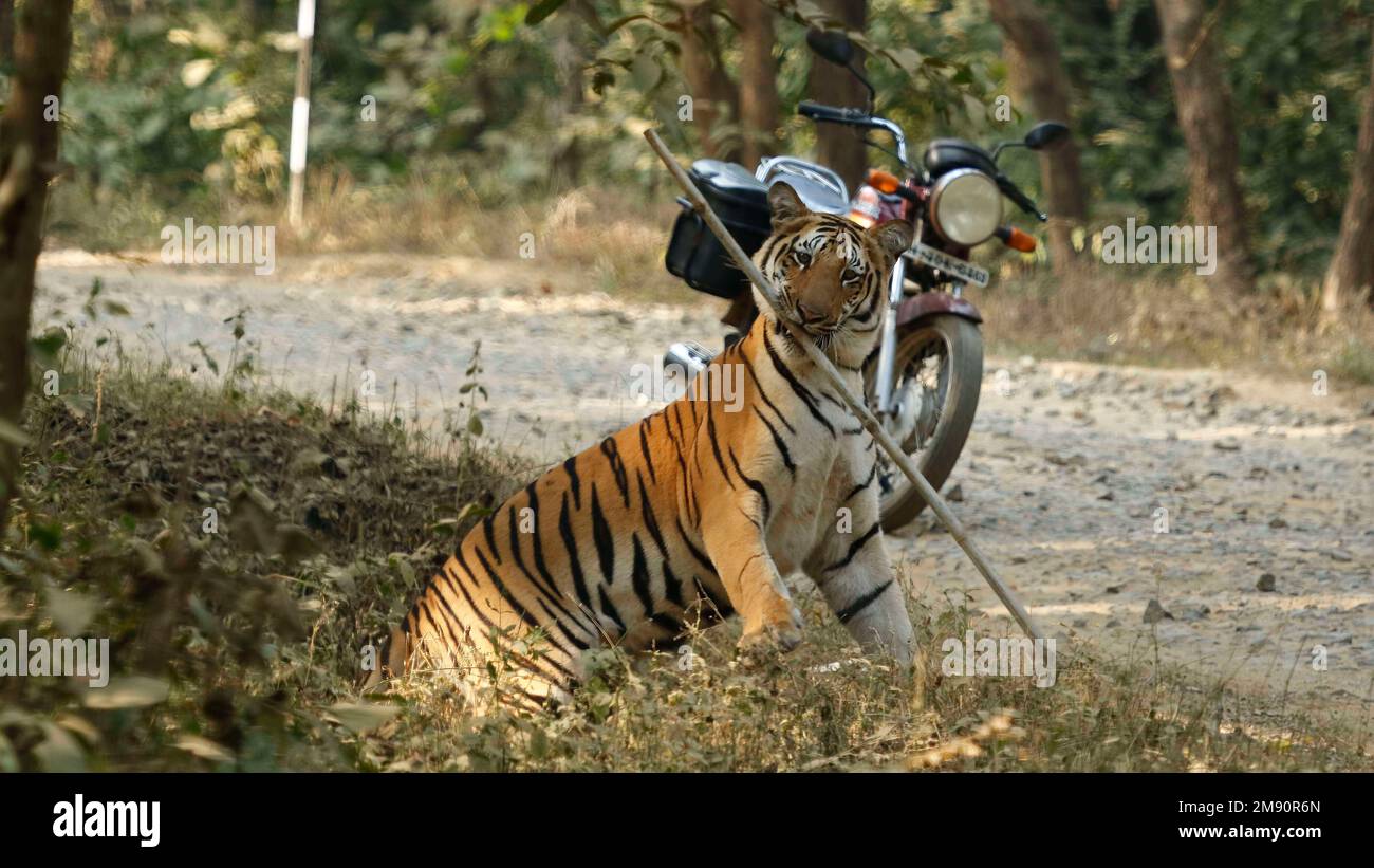 This stick is more interesting. India: THESE INCREDIBLE images show how curious tigers can delay bikers from getting home while examining their motorb Stock Photo