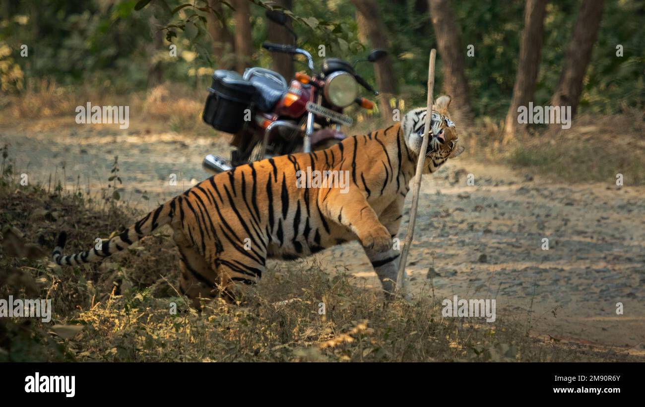 Bored of the bike. India: THESE INCREDIBLE images show how curious tigers can delay bikers from getting home while examining their motorbikes. One ima Stock Photo