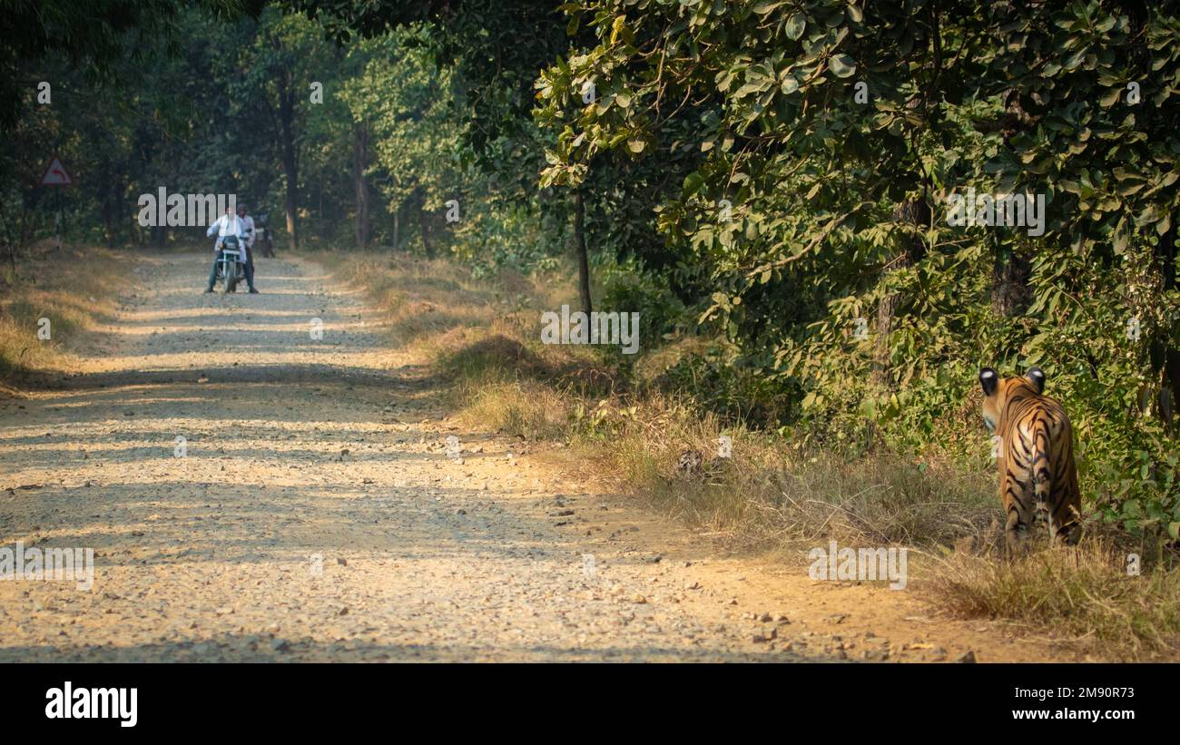 The tiger spots intruders. India: THESE INCREDIBLE images show how curious tigers can delay bikers from getting home while examining their motorbikes. Stock Photo