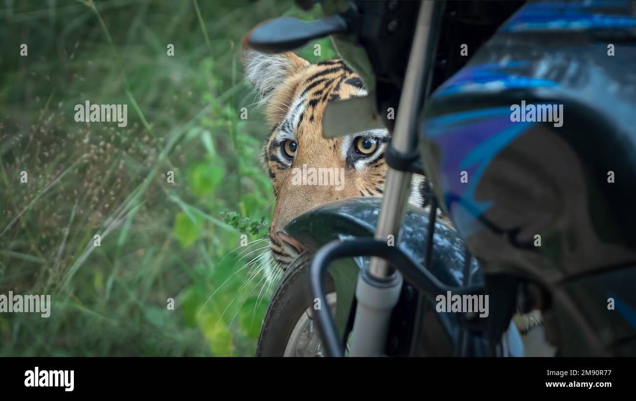 Sniffing the wheel. India: THESE INCREDIBLE images show how curious tigers can delay bikers from getting home while examining their motorbikes. One im Stock Photo