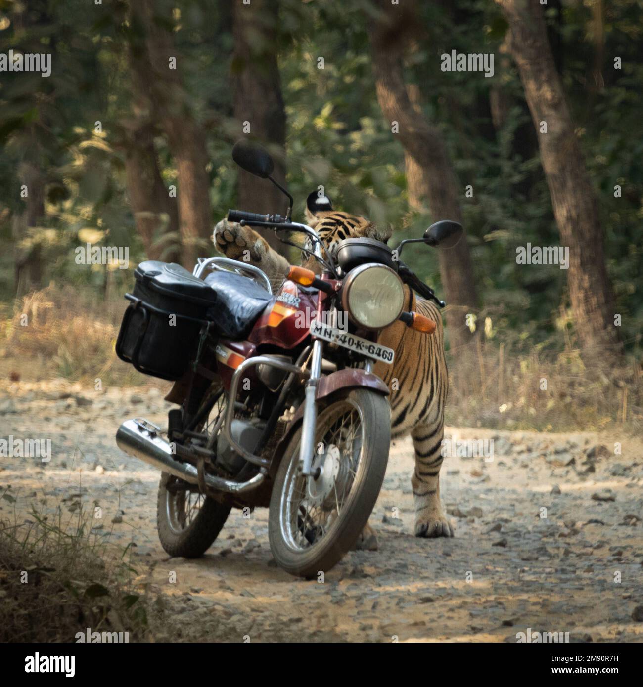 A tentative pat. India: THESE INCREDIBLE images show how curious tigers can delay bikers from getting home while examining their motorbikes. One image Stock Photo