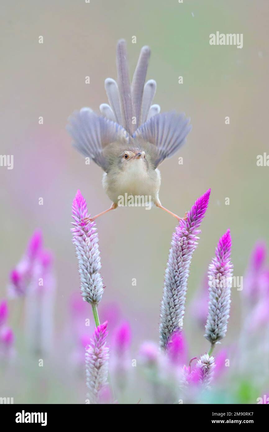 Acrobatic bird. Taiwan: THESE CUTE images show a small wren playing among the flowers, performing the spits to attract attention. One image shows the Stock Photo