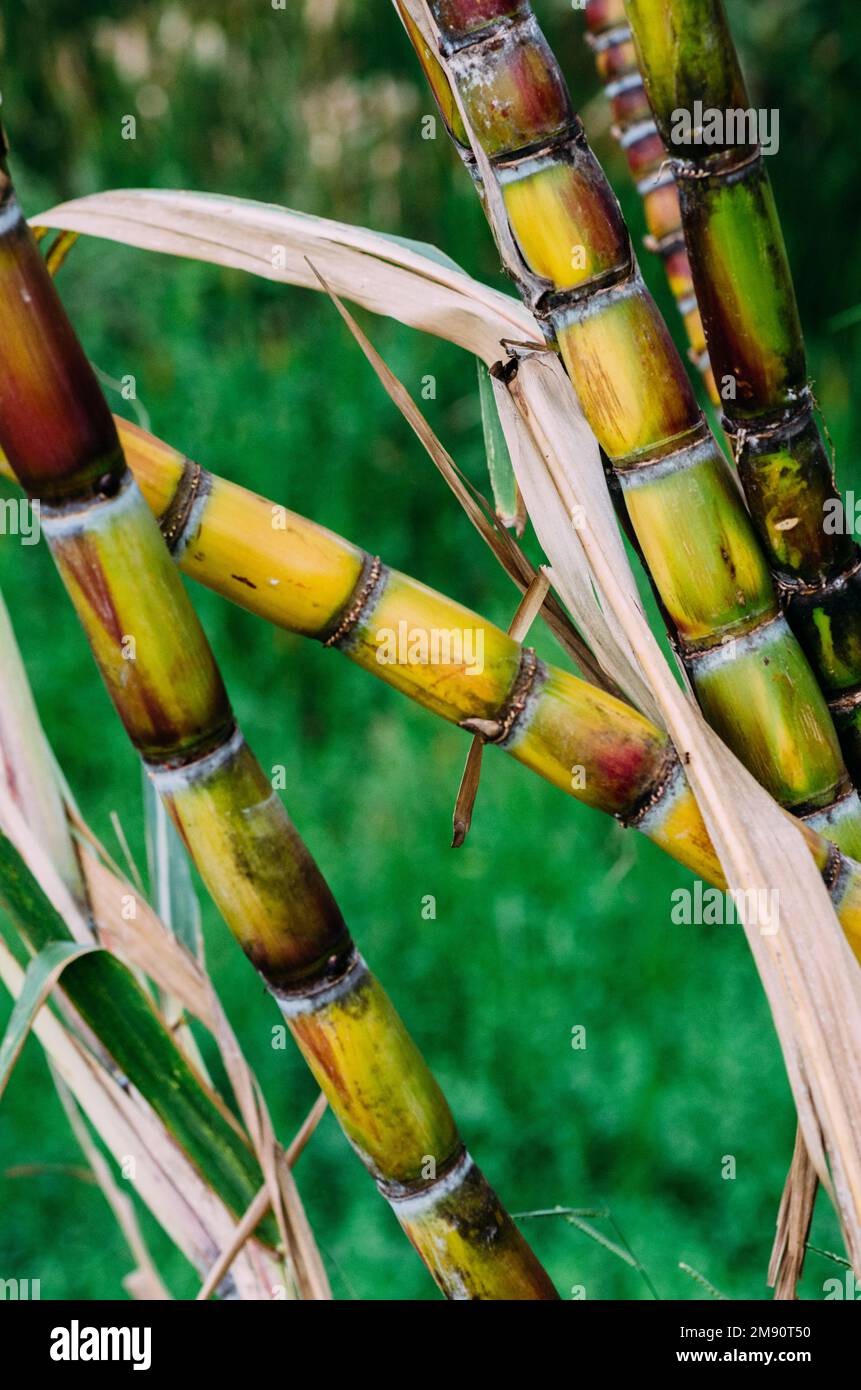 Close up Sugarcane, Fresh sugar cane for extracting the juice Stock
