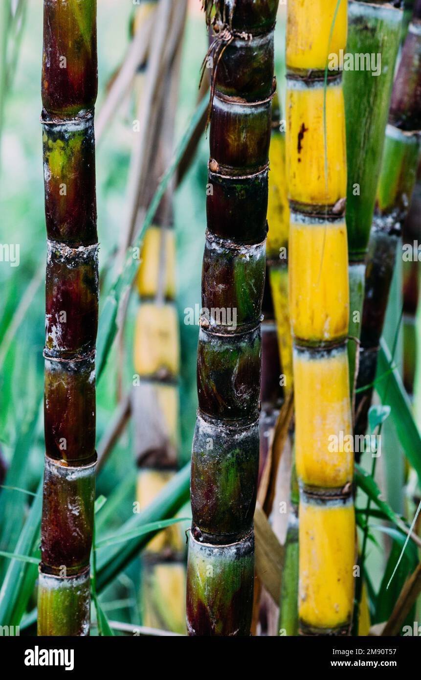 Close up Sugarcane, Fresh sugar cane for extracting the juice Stock