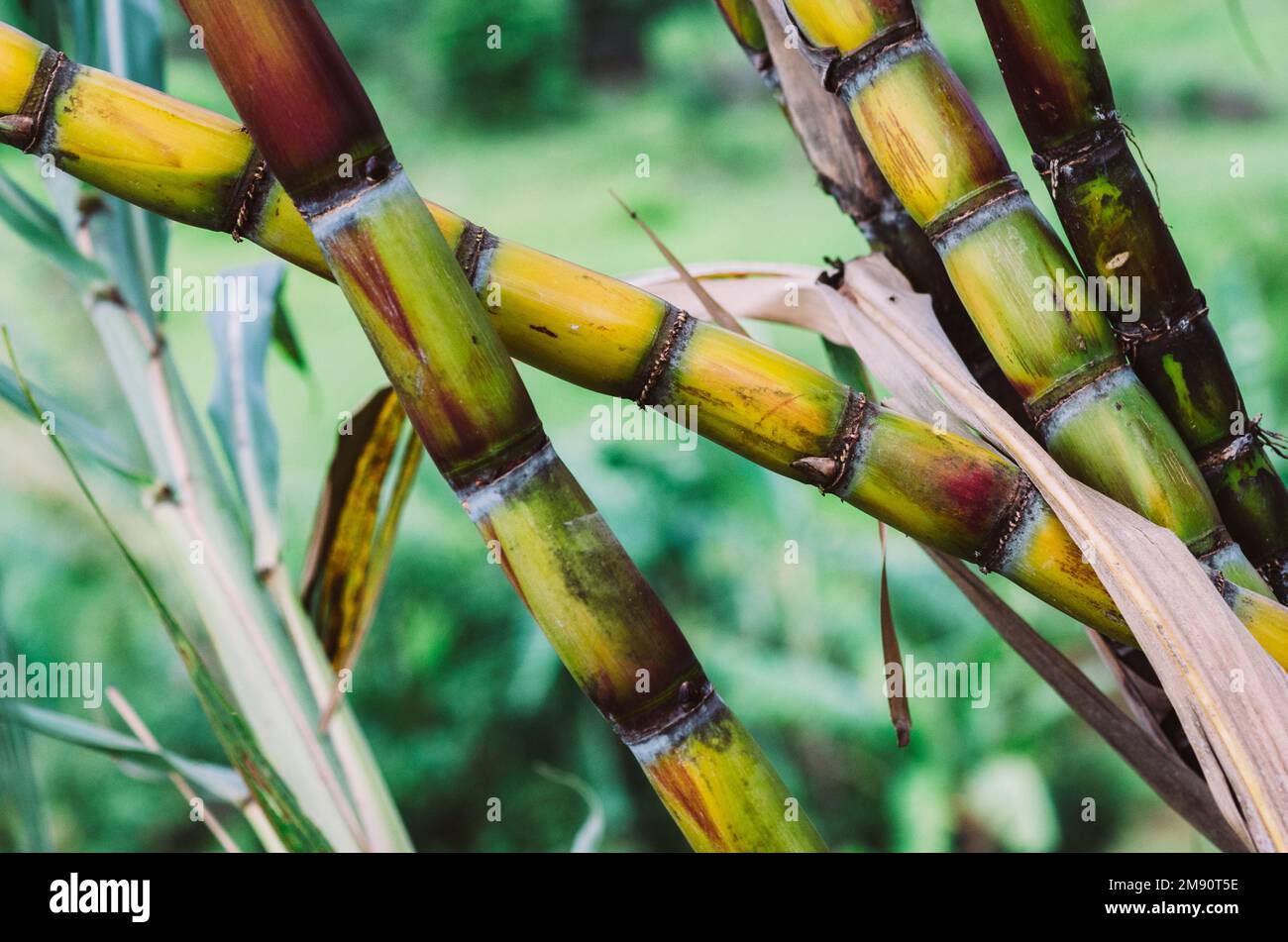 Close up Sugarcane, Fresh sugar cane for extracting the juice Stock