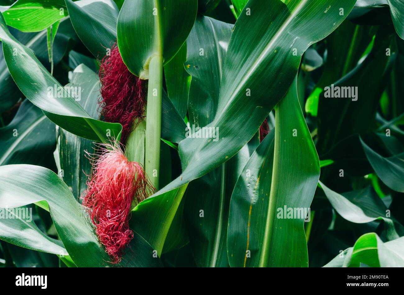 Purple corn cobs on a field in Minas Gerais, Brazil. Stock Photo
