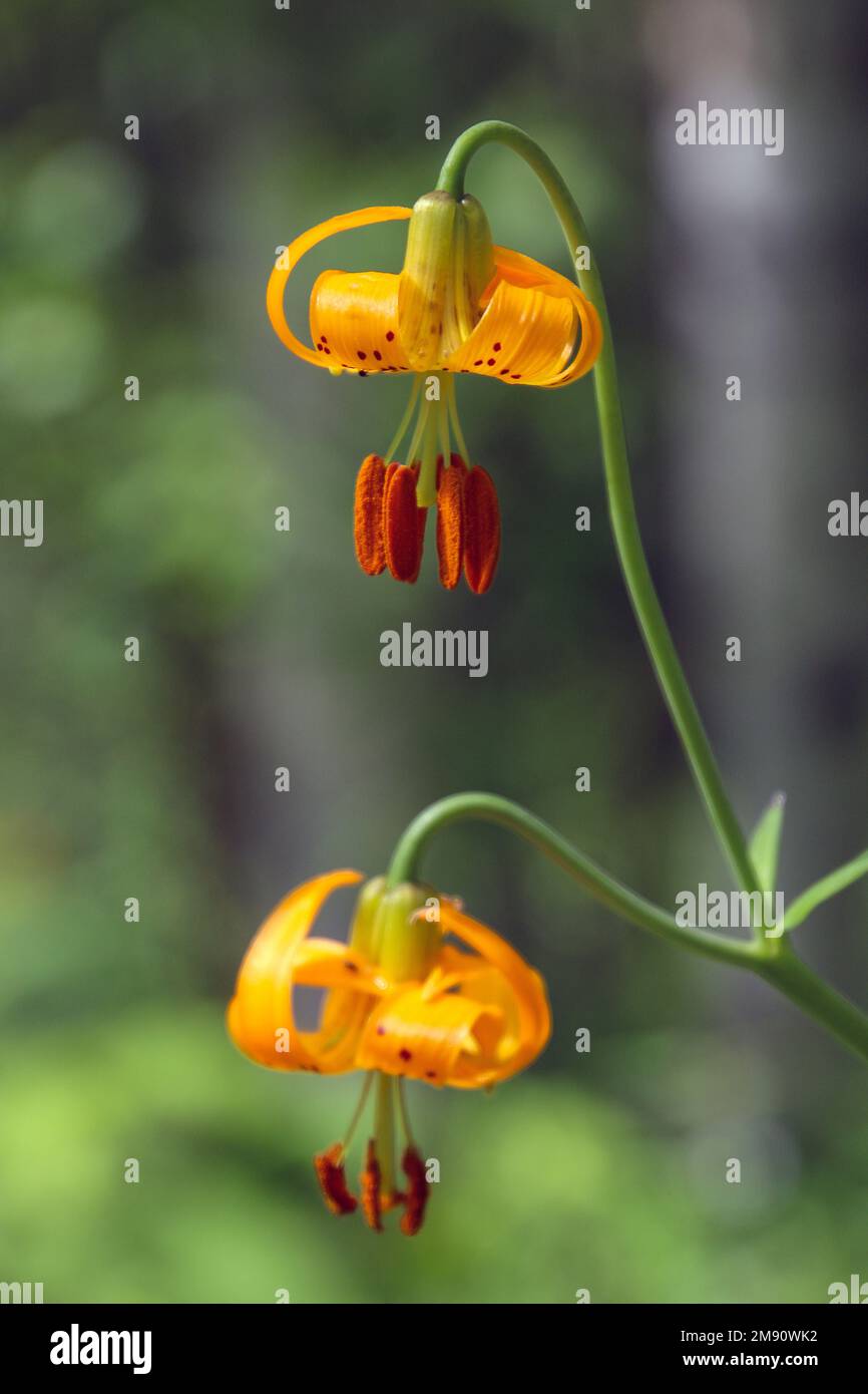 Lilium columbianum is a lily native to western North America. It is also known as the Columbia lily, Columbia tiger lily, or simply tiger lily Photogr Stock Photo