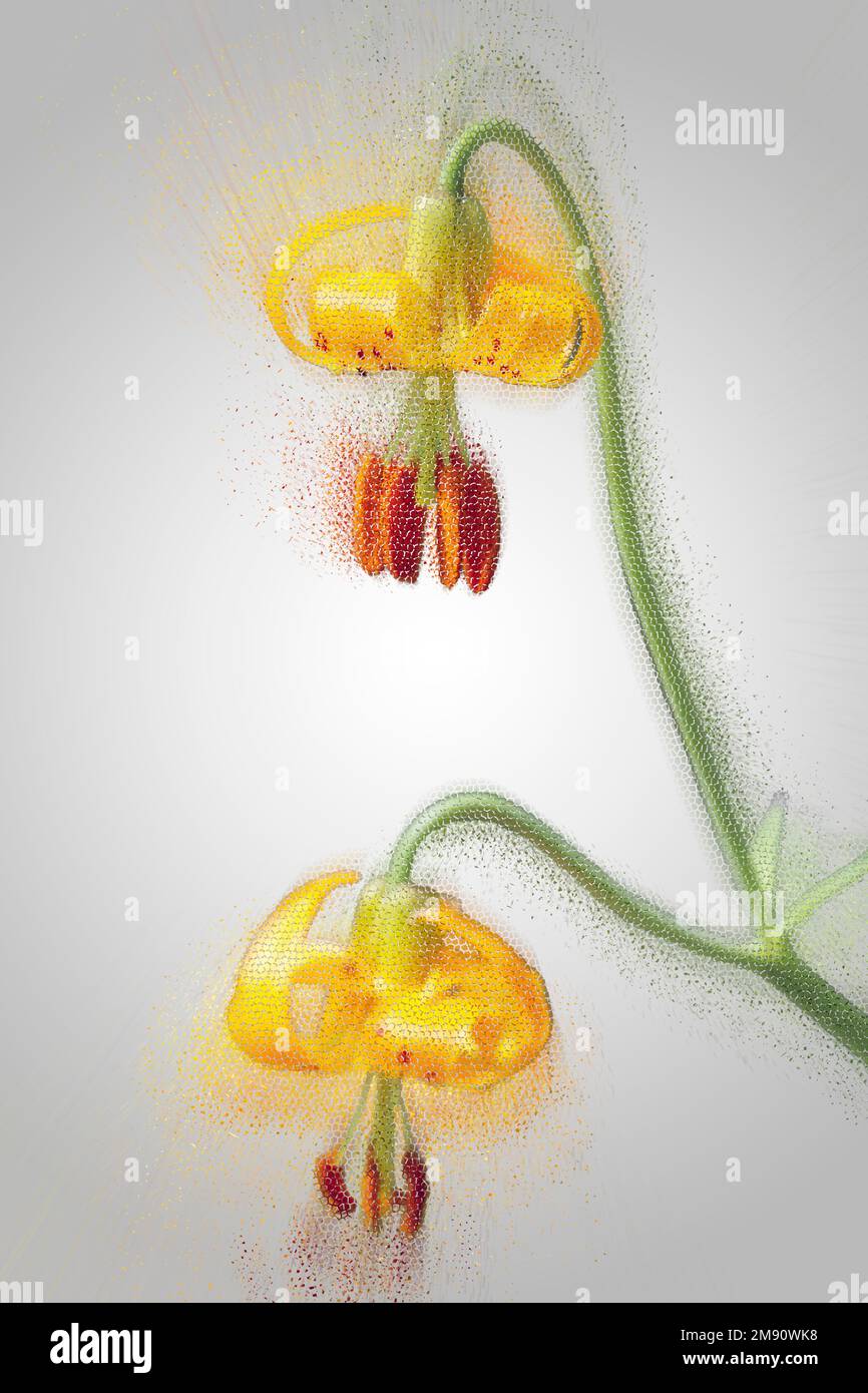 Digitally enhanced image of a Lilium columbianum is a lily native to western North America. It is also known as the Columbia lily, Columbia tiger lily Stock Photo