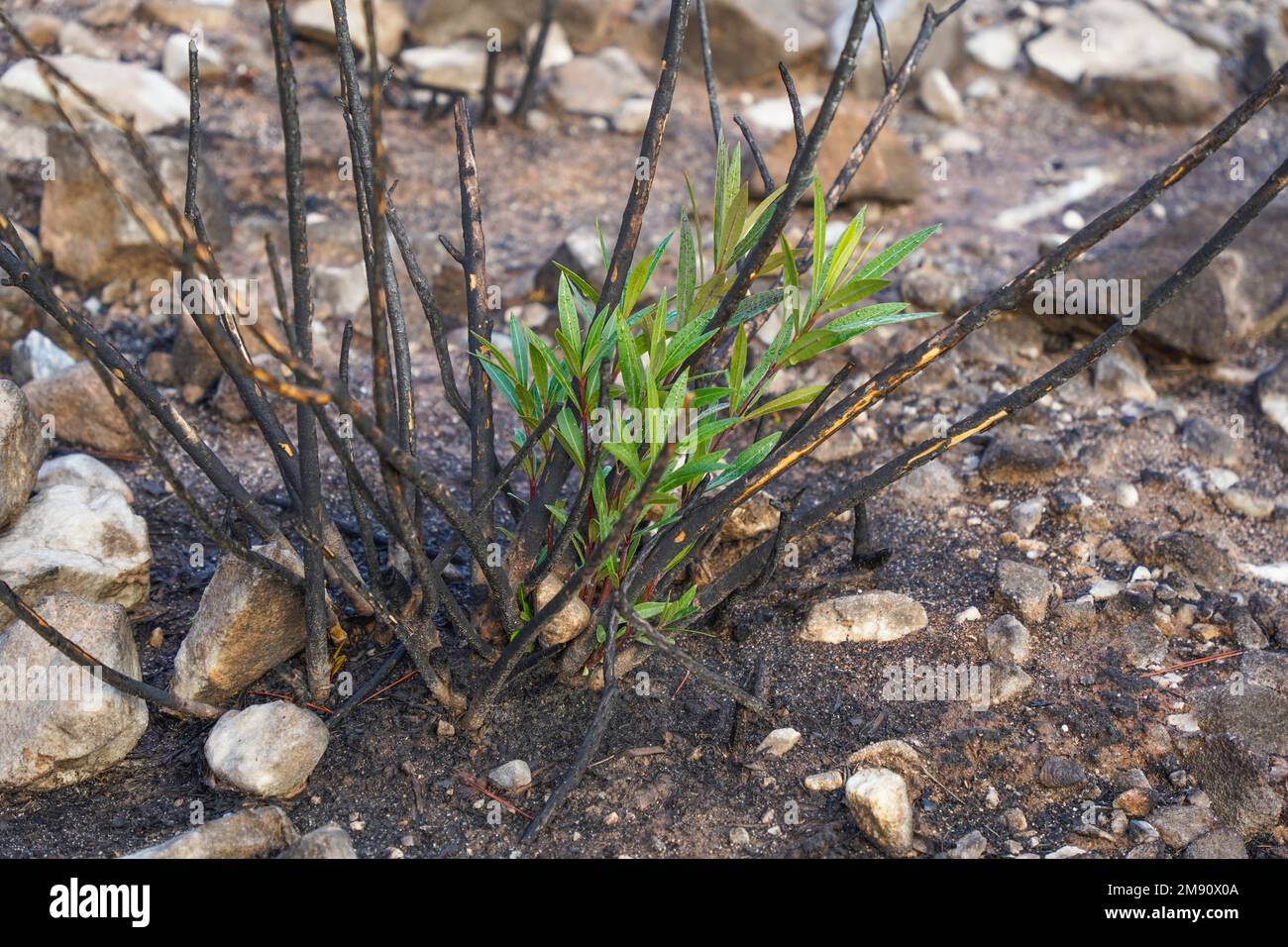 Bush growing back, regenerating, after wildfire, Spain. Stock Photo