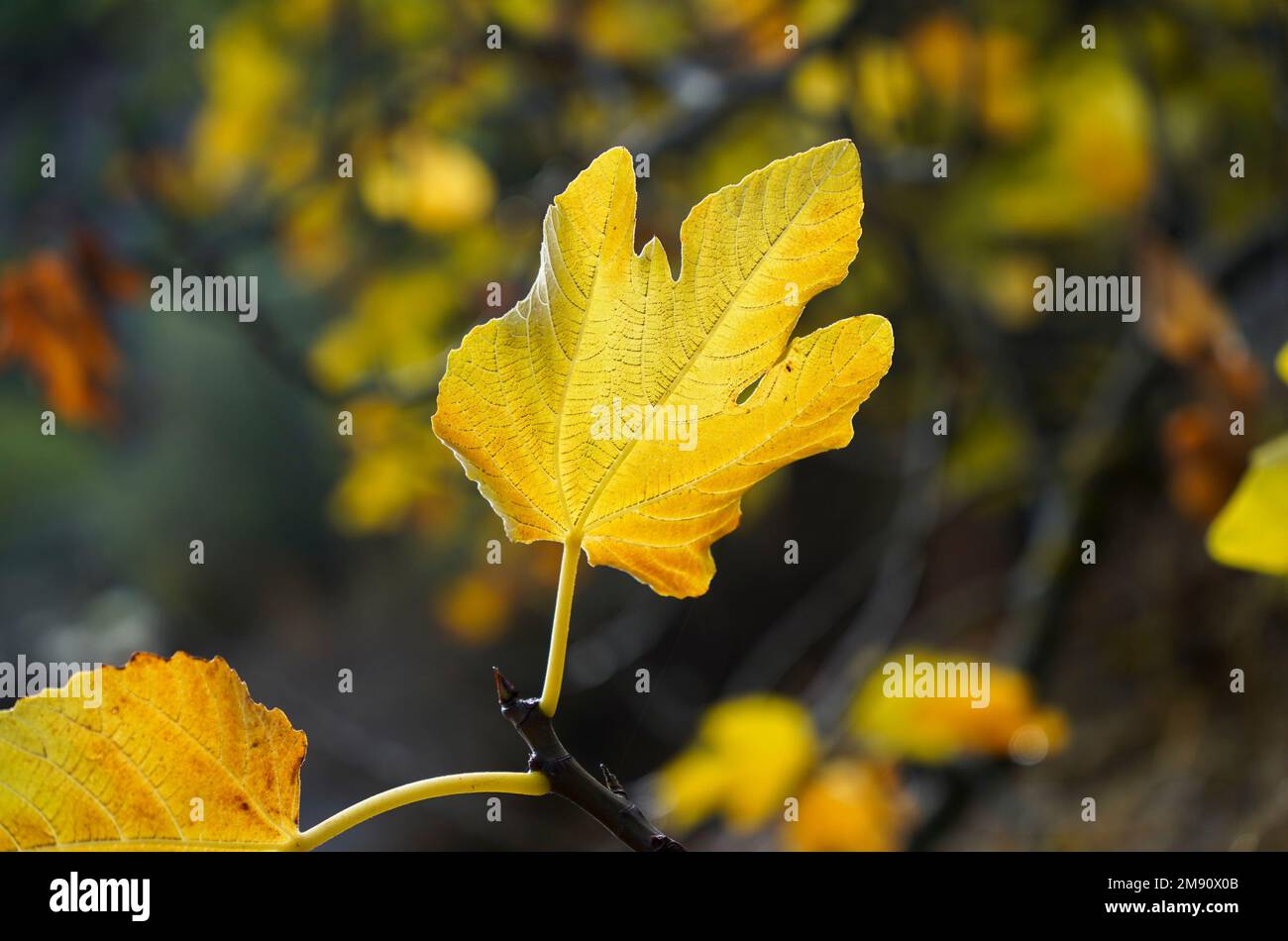 Close-up of a of Common fig leaf backlit by sun, in winter season. Stock Photo