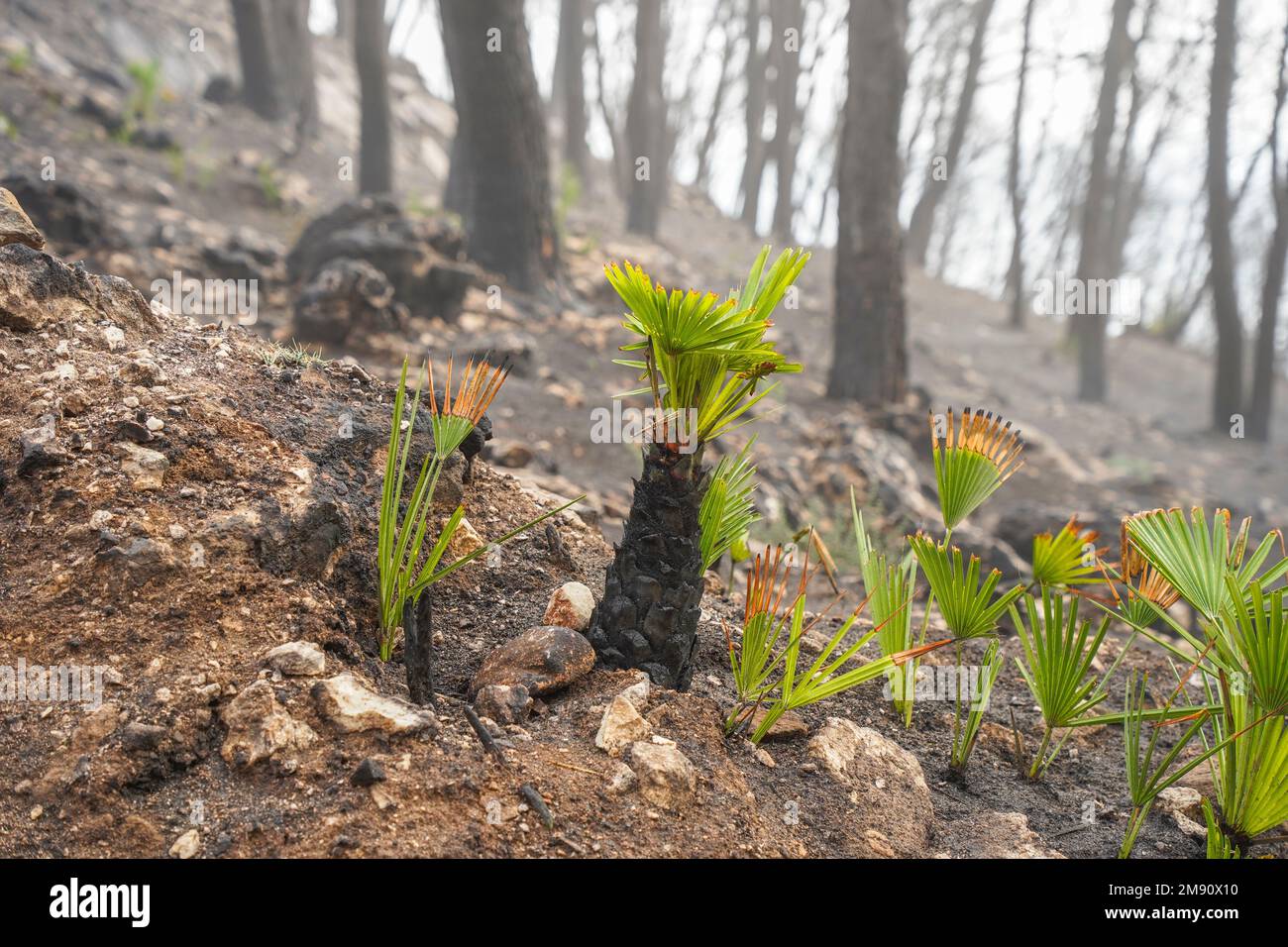 European fan palm, Chamaerops humilis growing back after wildfire, Spain. Stock Photo
