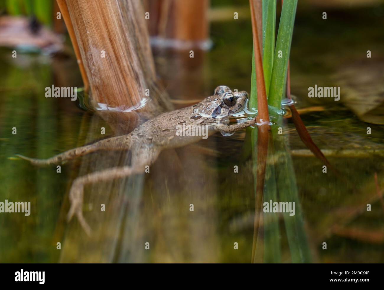Spanish painted frog (Discoglossus jeanneae) in a pond, Andalucia, Spain. Stock Photo