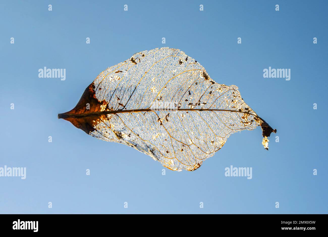Dead decomposed leaf, rotten leaf floating in air with blue sky behind. Stock Photo