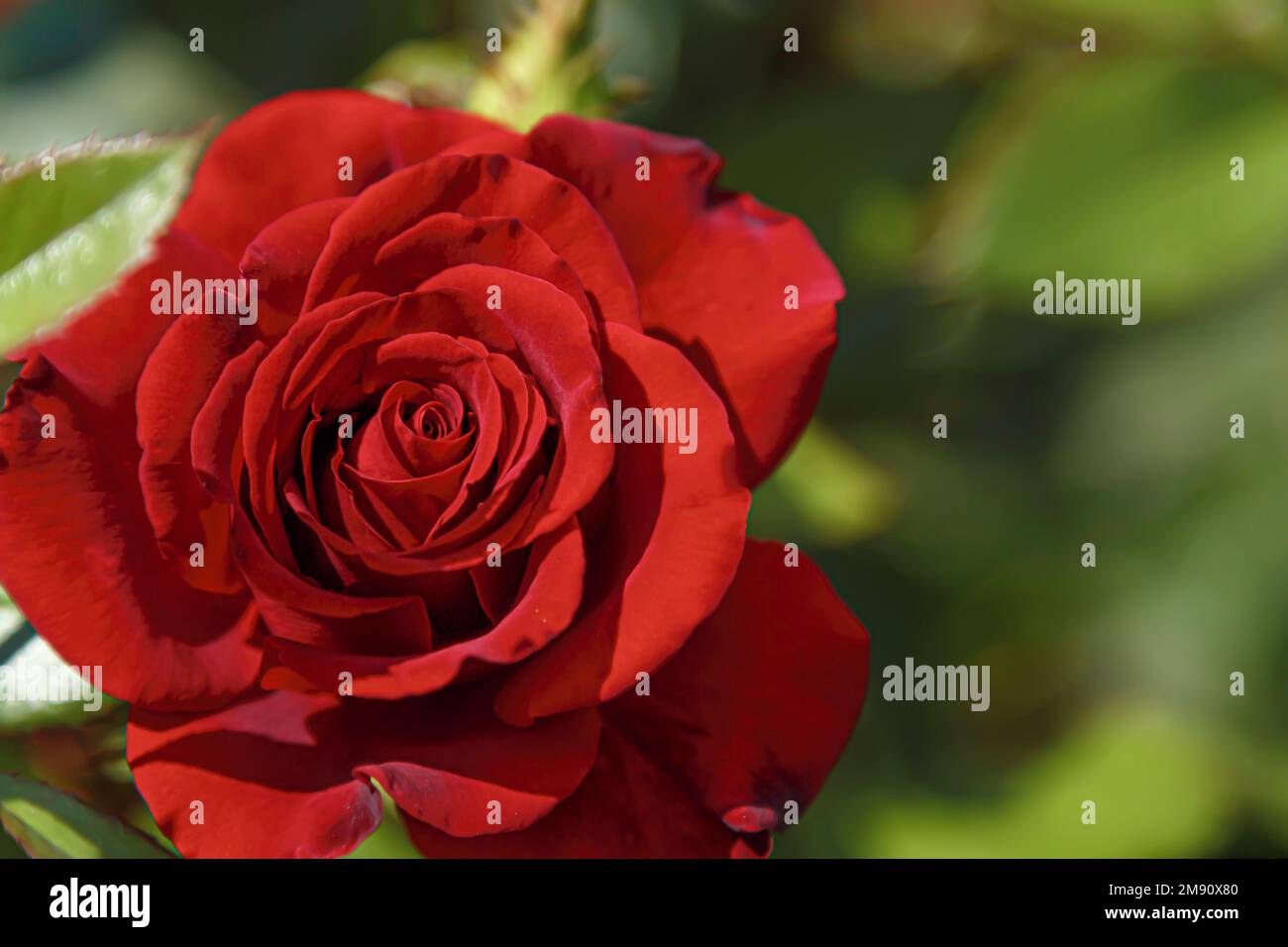 Red rose flower in the garden. Close-up of a plant head on a blurred ...