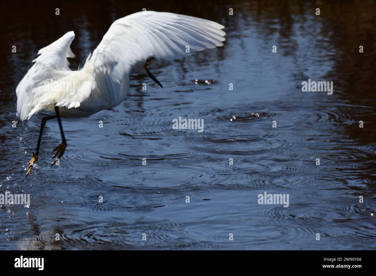 White bird flying to the water, egret heron Stock Photo