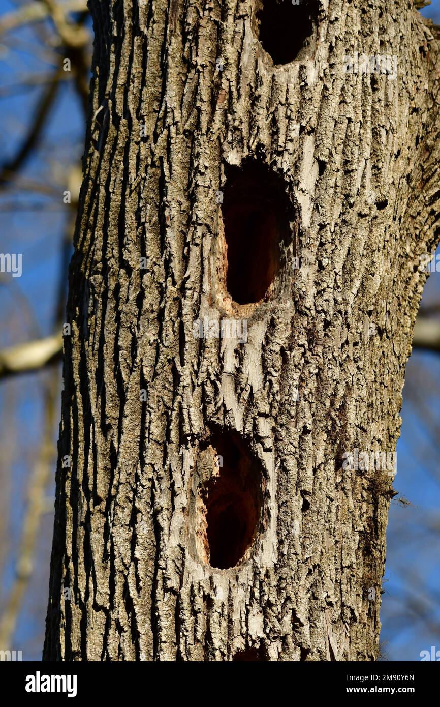 Nature animal homes hi-res stock photography and images - Alamy Nature animal homes hi-res stock photography and images - Alamy