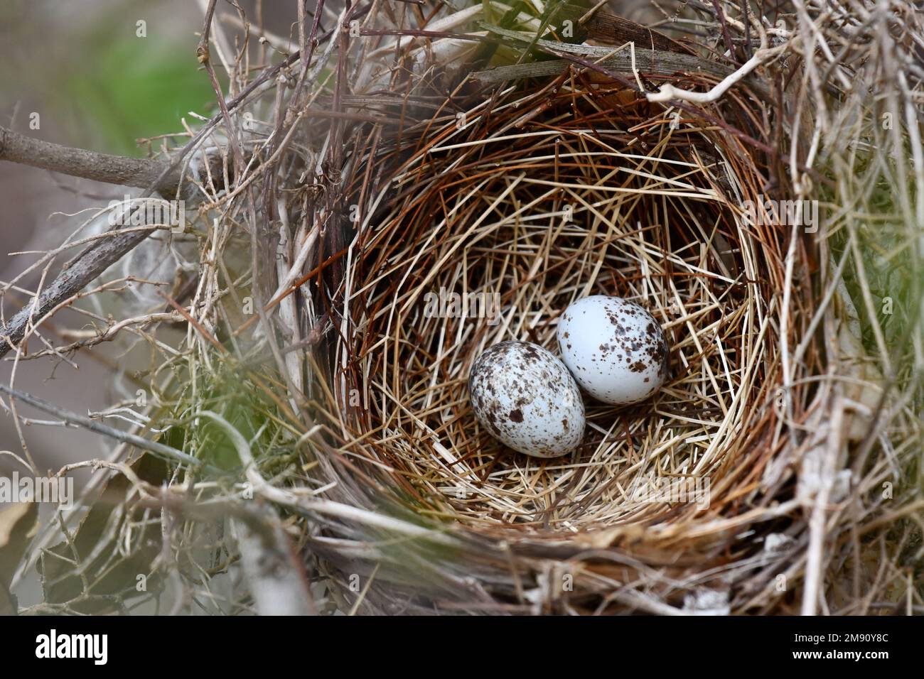 Bird eggs in a nest Stock Photo Alamy
