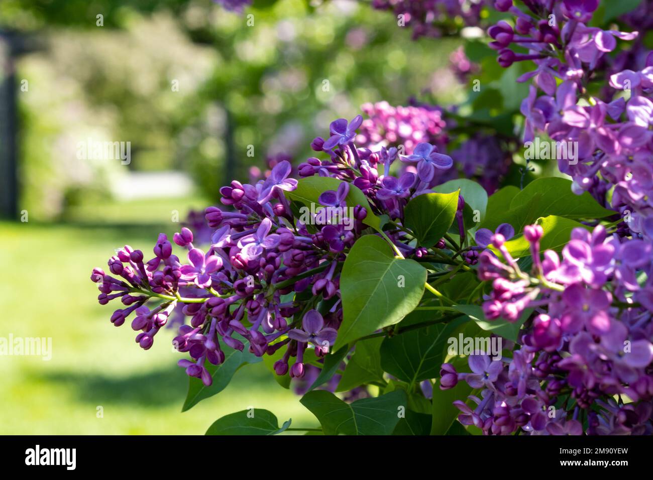 A lovely purple lilac in the garden, just opening its blossoms Stock ...