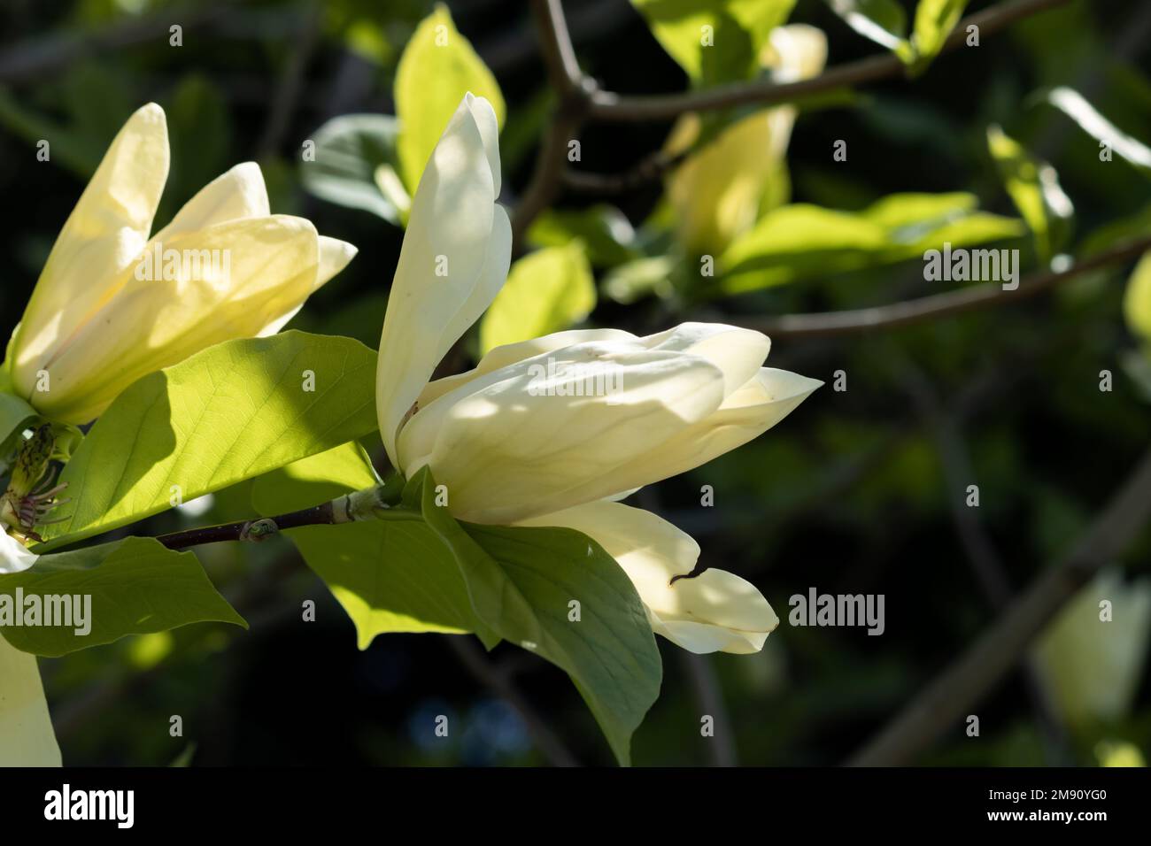 Magnificent magnolia blossoms, cream, in spring Stock Photo