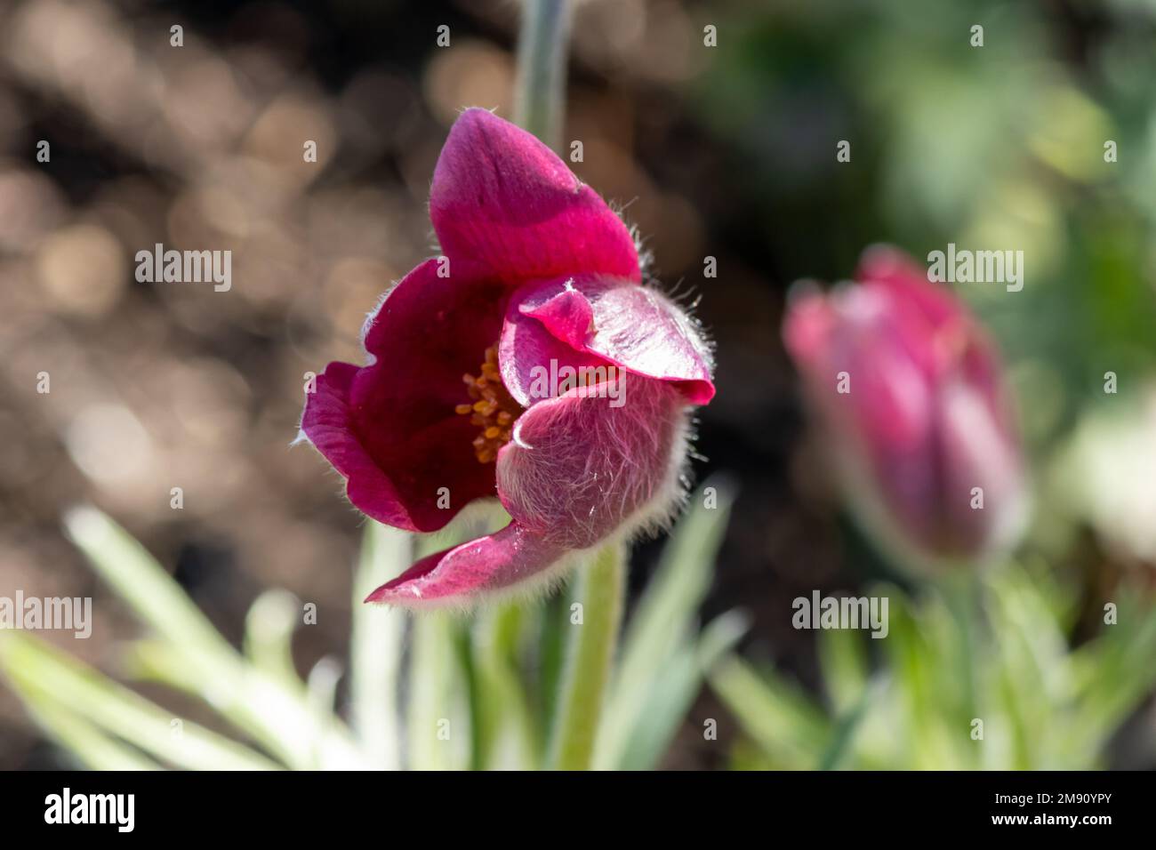 A red poppy unfolds in the spring in the garden Stock Photo - Alamy