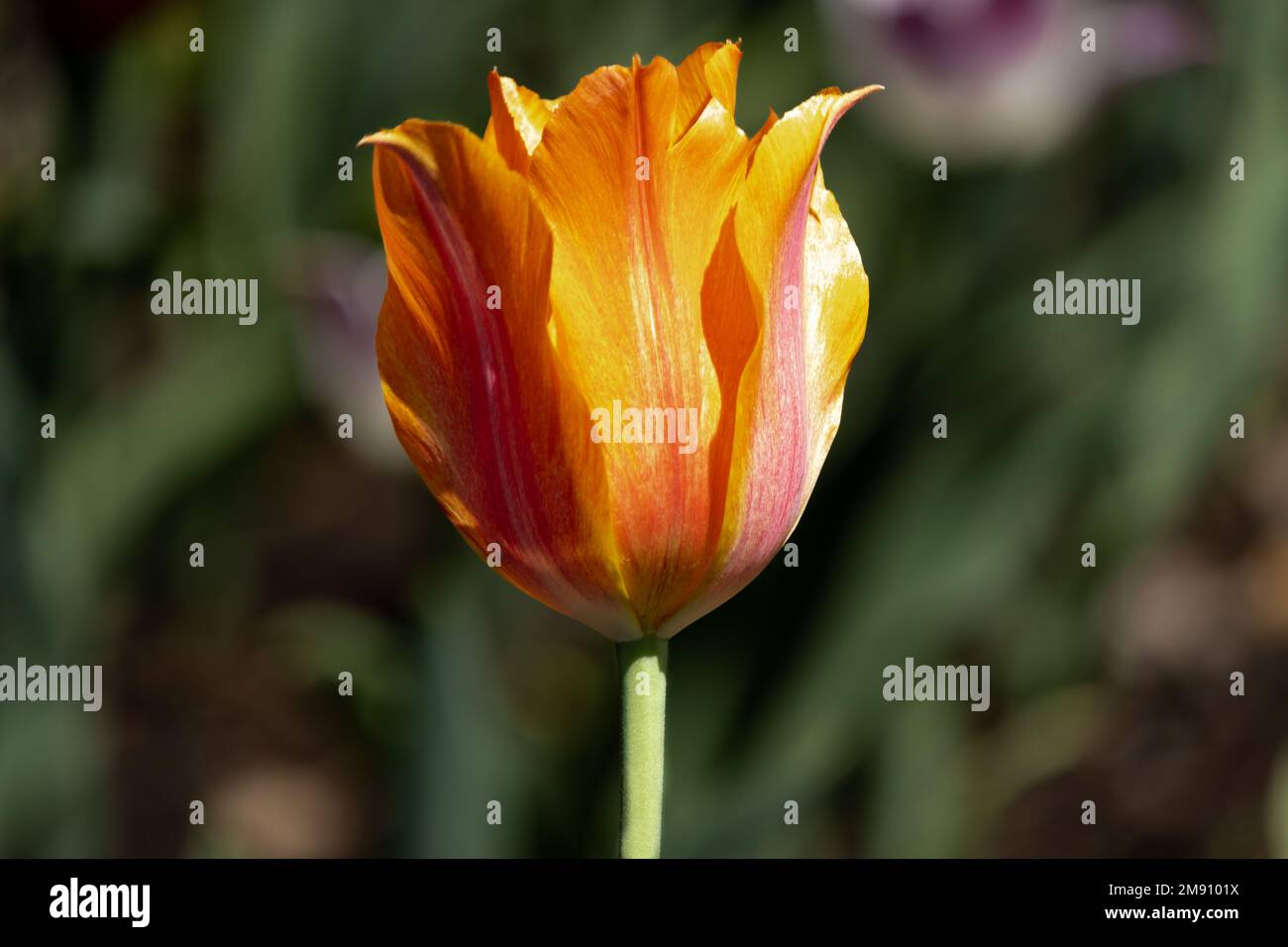 A blended tulip of yellow, orange and red, tequila sunrise Stock Photo