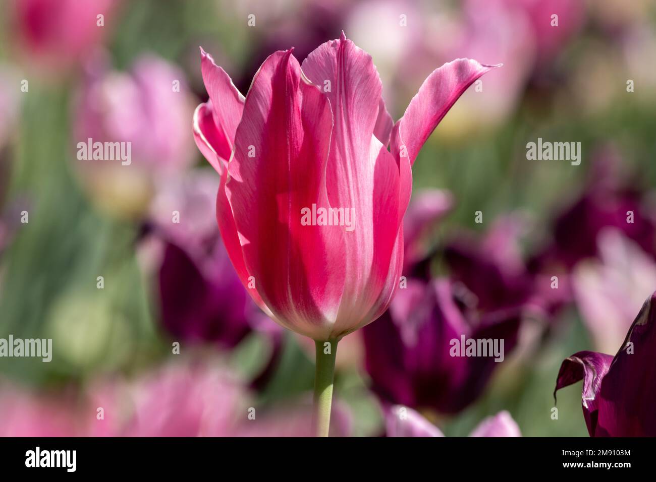 A vibrant, neon pink tulip in spring Stock Photo