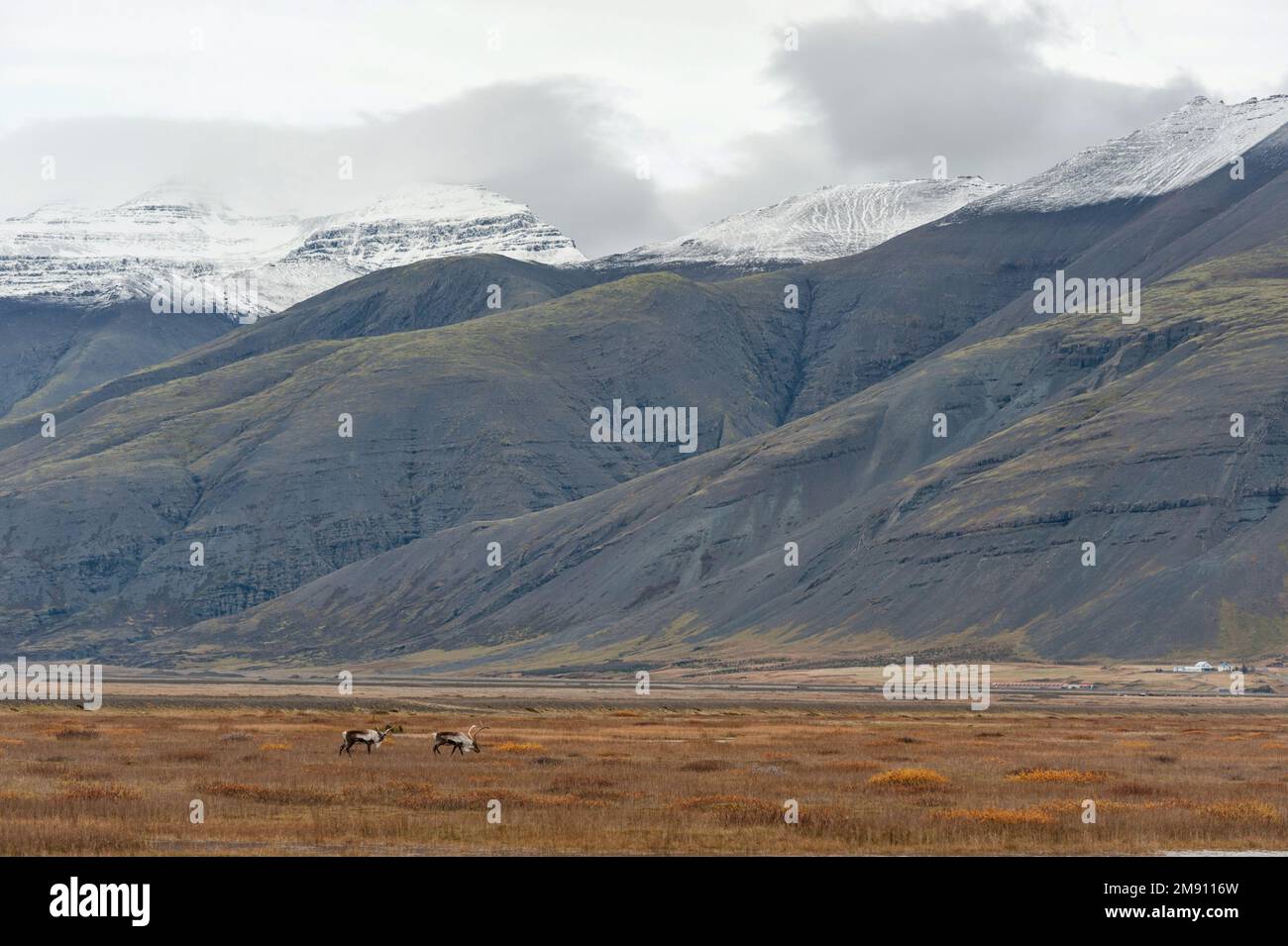 Iceland Deer and Mountain. Wild Nature. Landscape. Stock Photo