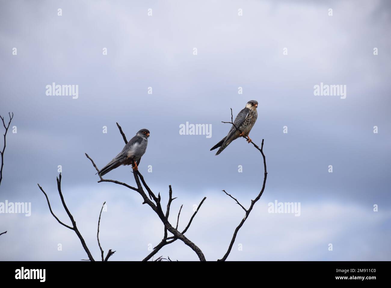 Couple of Amur Falcons at the end summer migration to South Africa, preparing return to Asia. Female has white underparts with dark chevrons. Stock Photo