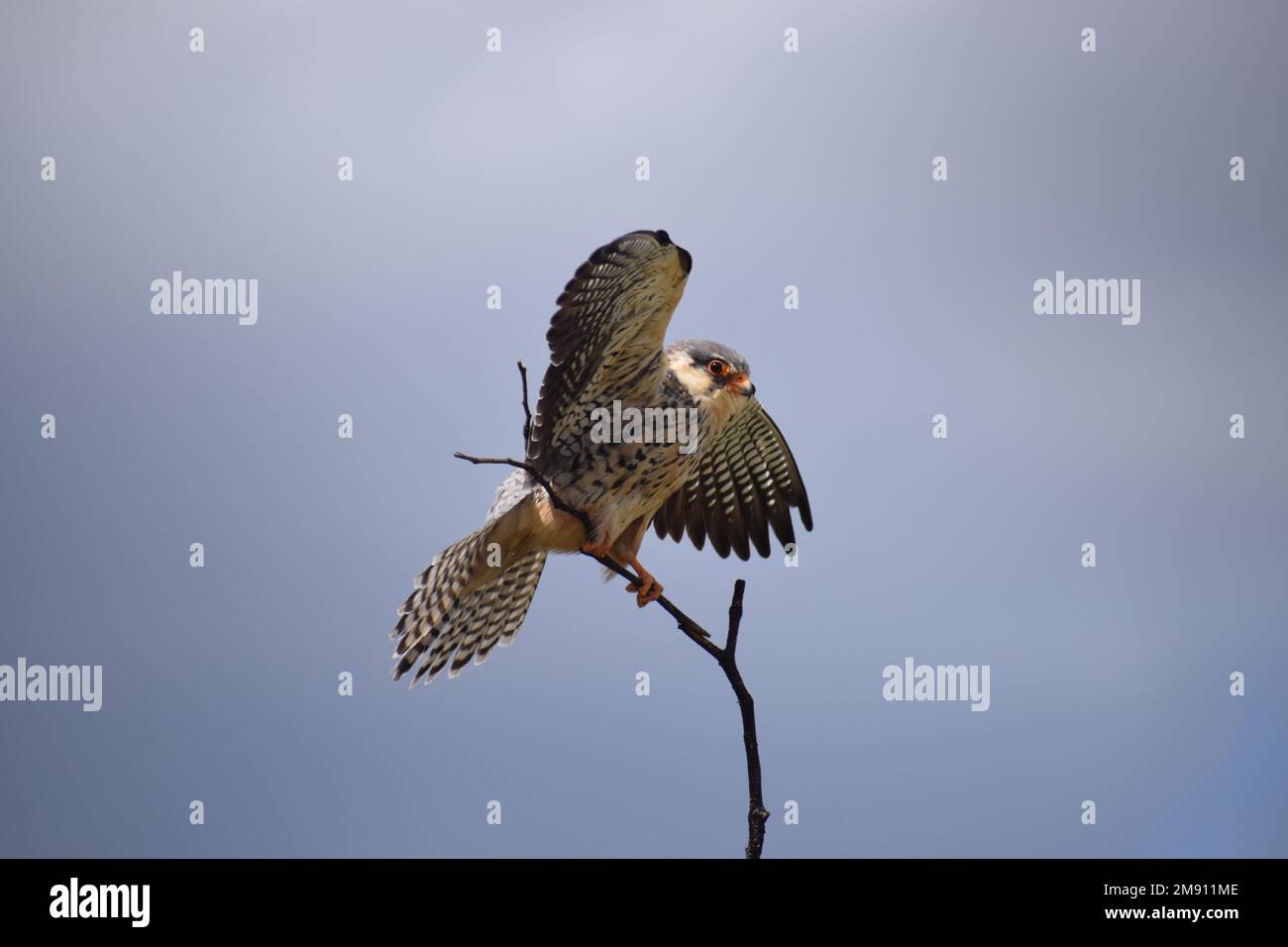 Amur Falcon fanning tail and spreading long wings in preparation for a long journey to Asia after Southern Migration to Kruger Park, South Africa. Stock Photo