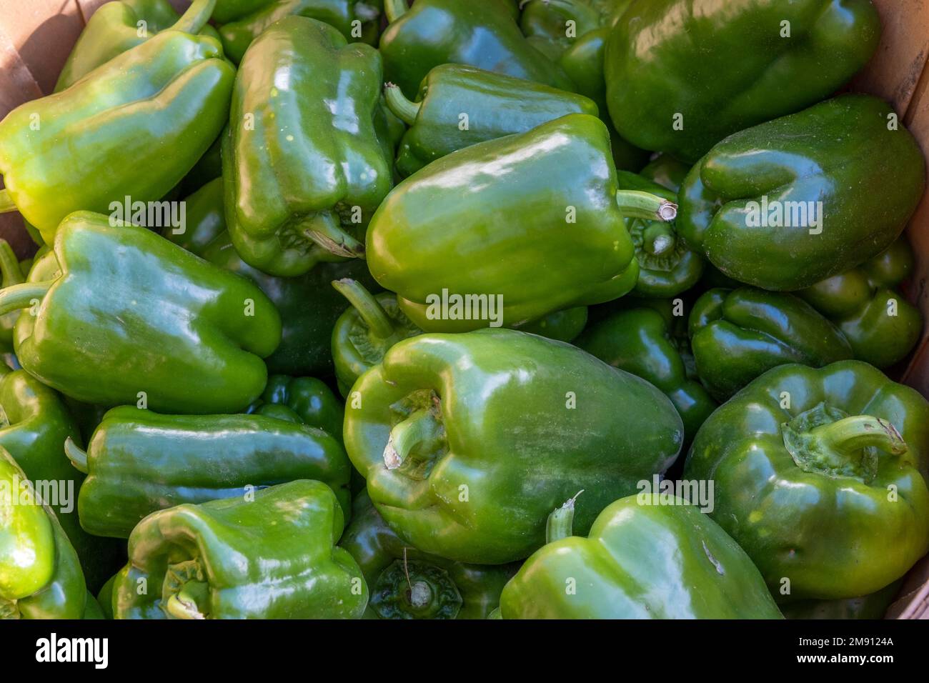 Fresh green peppers just picked Stock Photo