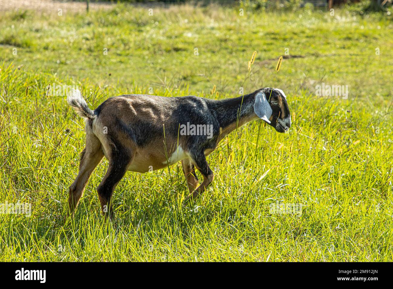 Nubian goat grazing in a field Stock Photo Alamy