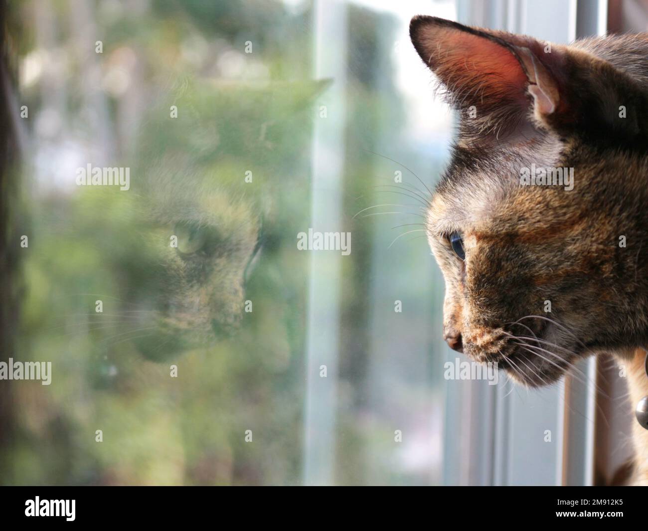 tabby cat looking outside window Stock Photo