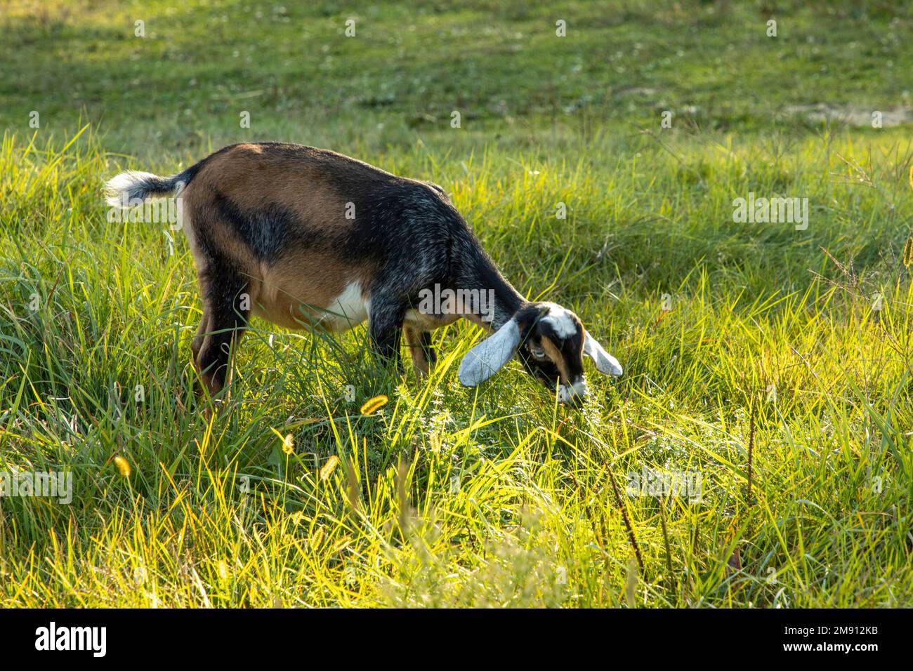 Nubian goat hires stock photography and images Alamy