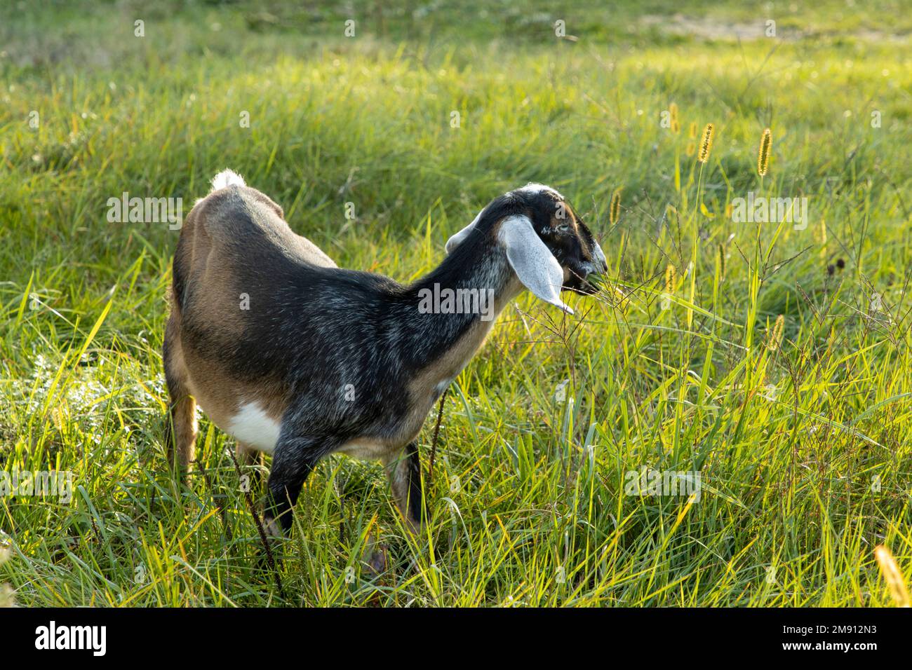 Nubian goat grazing in a field Stock Photo Alamy