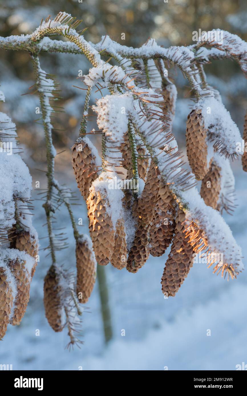 cones hanging from a branch of a Spruce tree Stock Photo