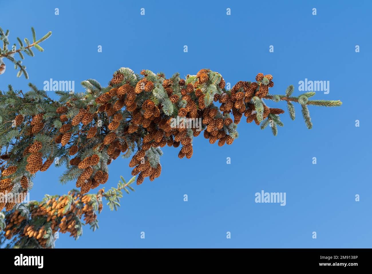 cones hanging from a branch of a Spruce tree Stock Photo