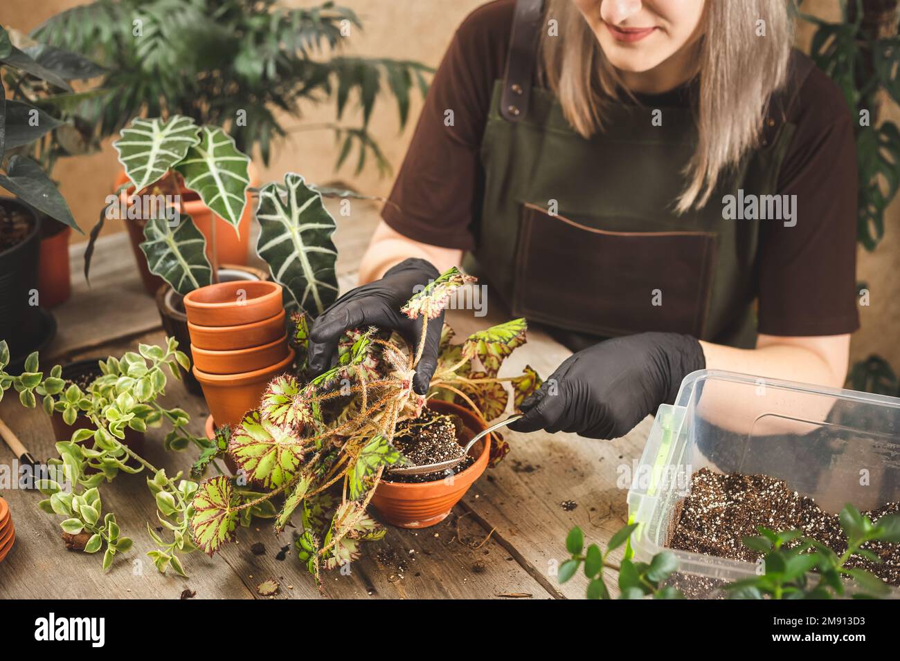Female gardener wearing black rubber protective gloves and apron repotting begonia plant at home or plant shop Stock Photo