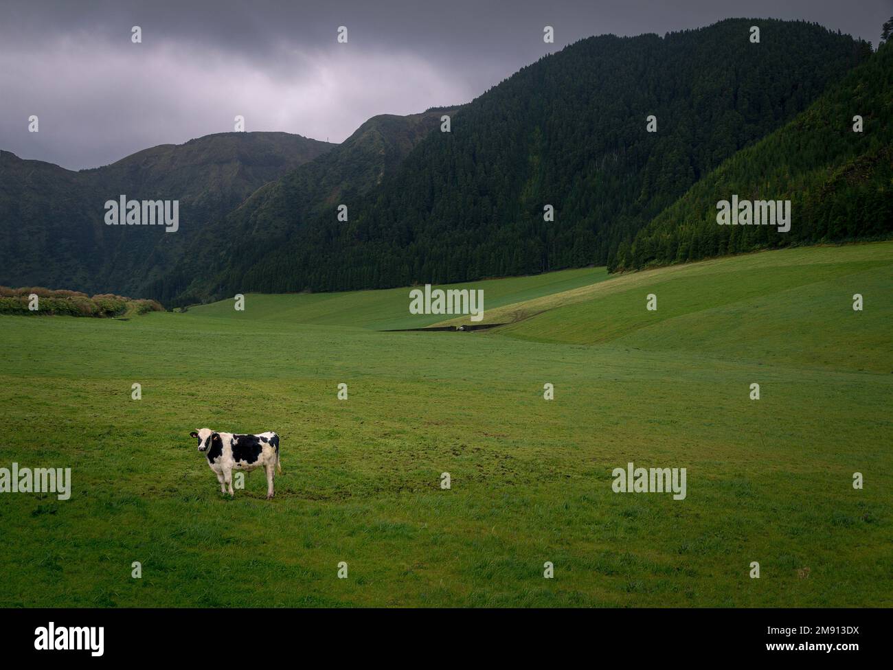 A cow standing on a meadow on a gloomy day with cloudy sky background ...