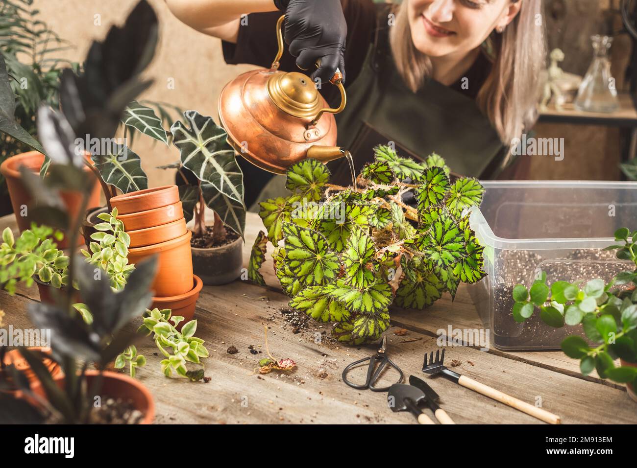 Female gardener wearing black rubber protective gloves watering indoor plant after repot using a copper vintage teapot. Concept of home garden Stock Photo
