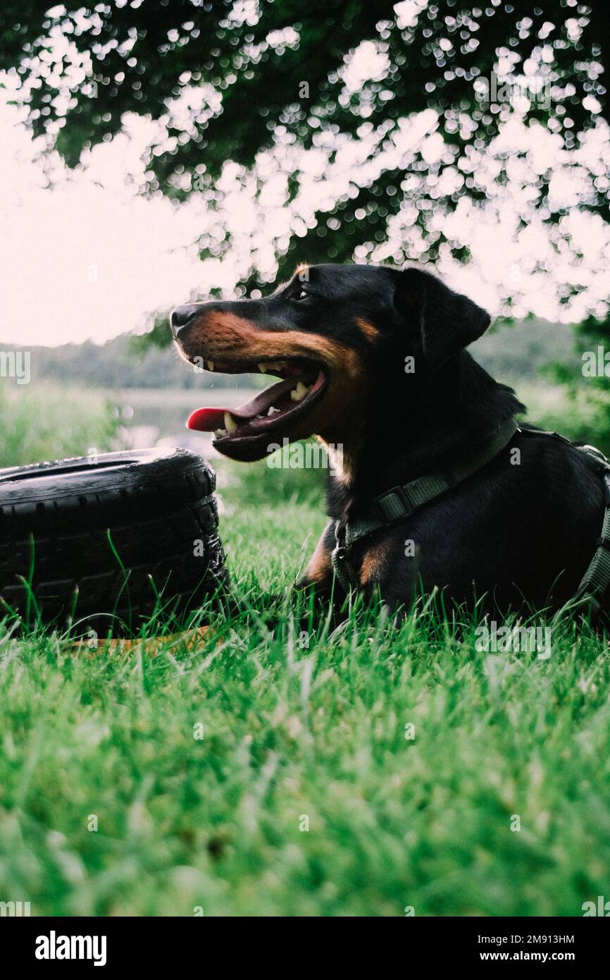 A vertical closeup of a Dobermann dog sitting on a grass, tree blurred on the blank sky Stock Photo