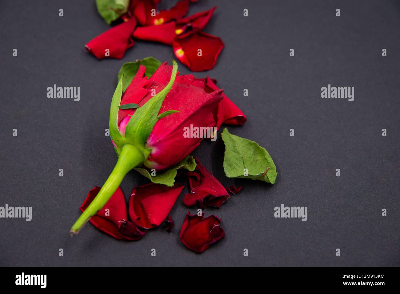 Close-up of red rose flower and green leaves on black background Stock ...