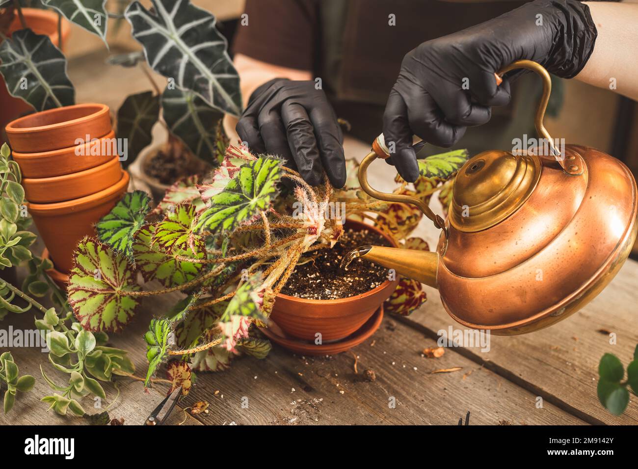 Female gardener wearing black rubber protective gloves watering indoor plant after repot using a