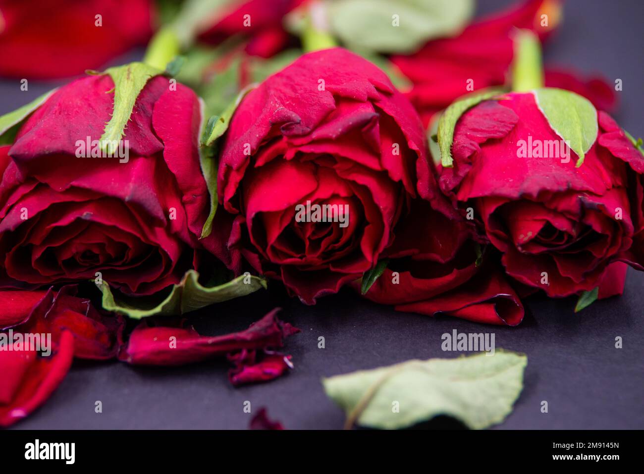 Close-up of red rose flowers with fallen leaves on black background. Stock Photo