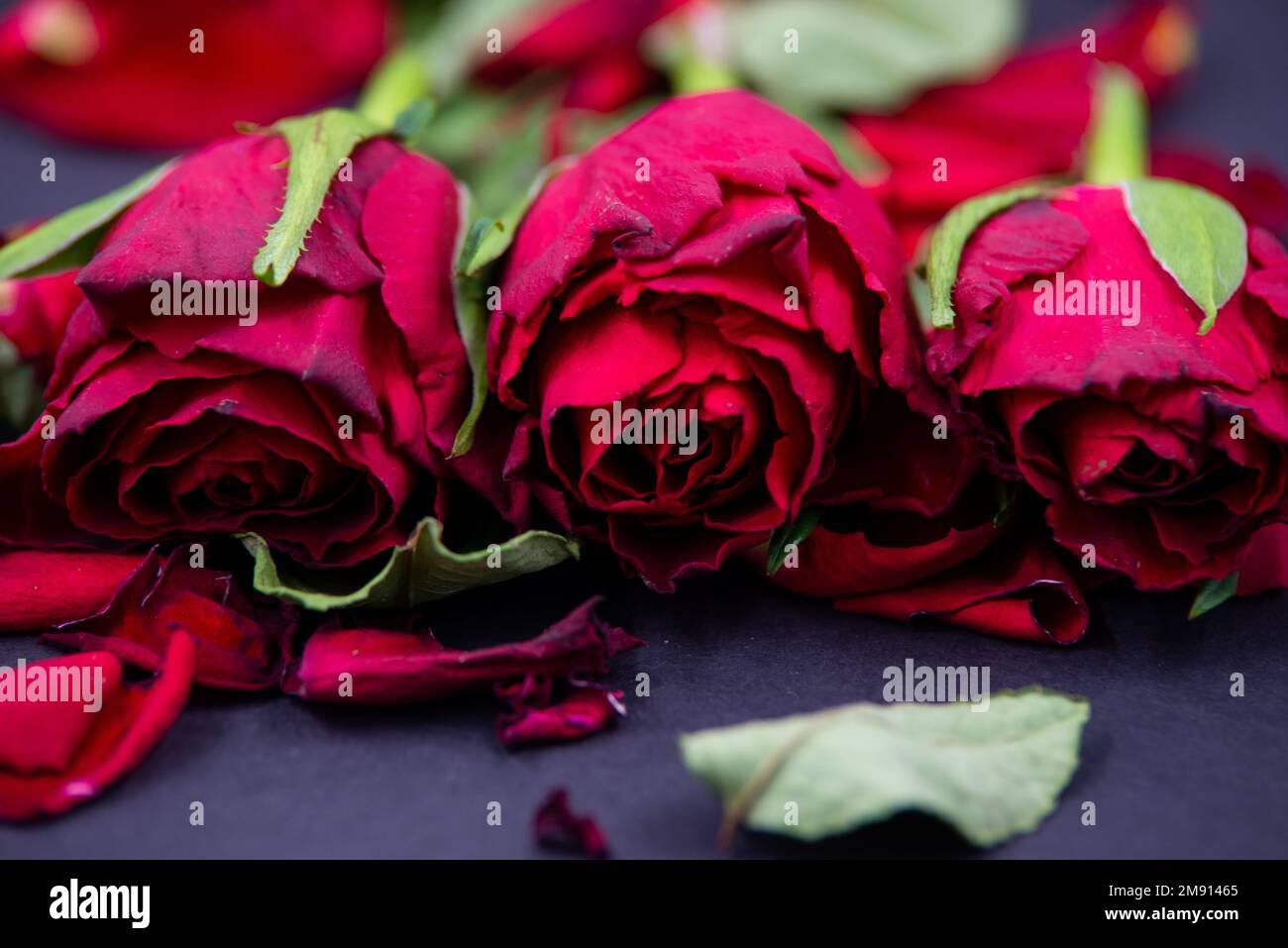 Close-up of red rose flowers with fallen leaves on black background ...