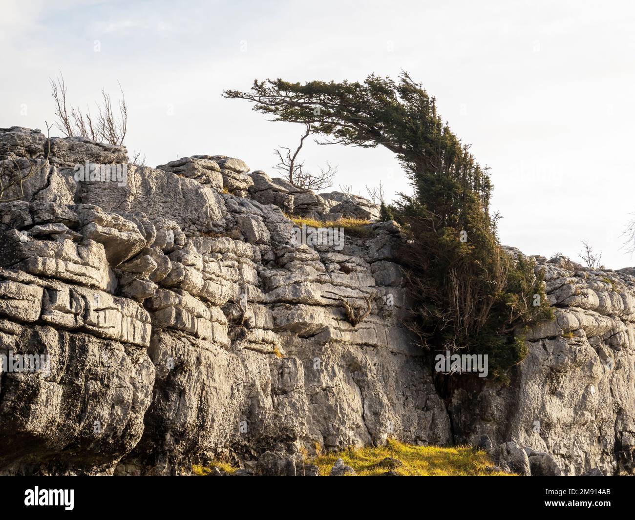 Yew Trees bent by the prevailing wind on Whitbarrow Scar a limestone outcrop in South Cumbria, UK. Stock Photo