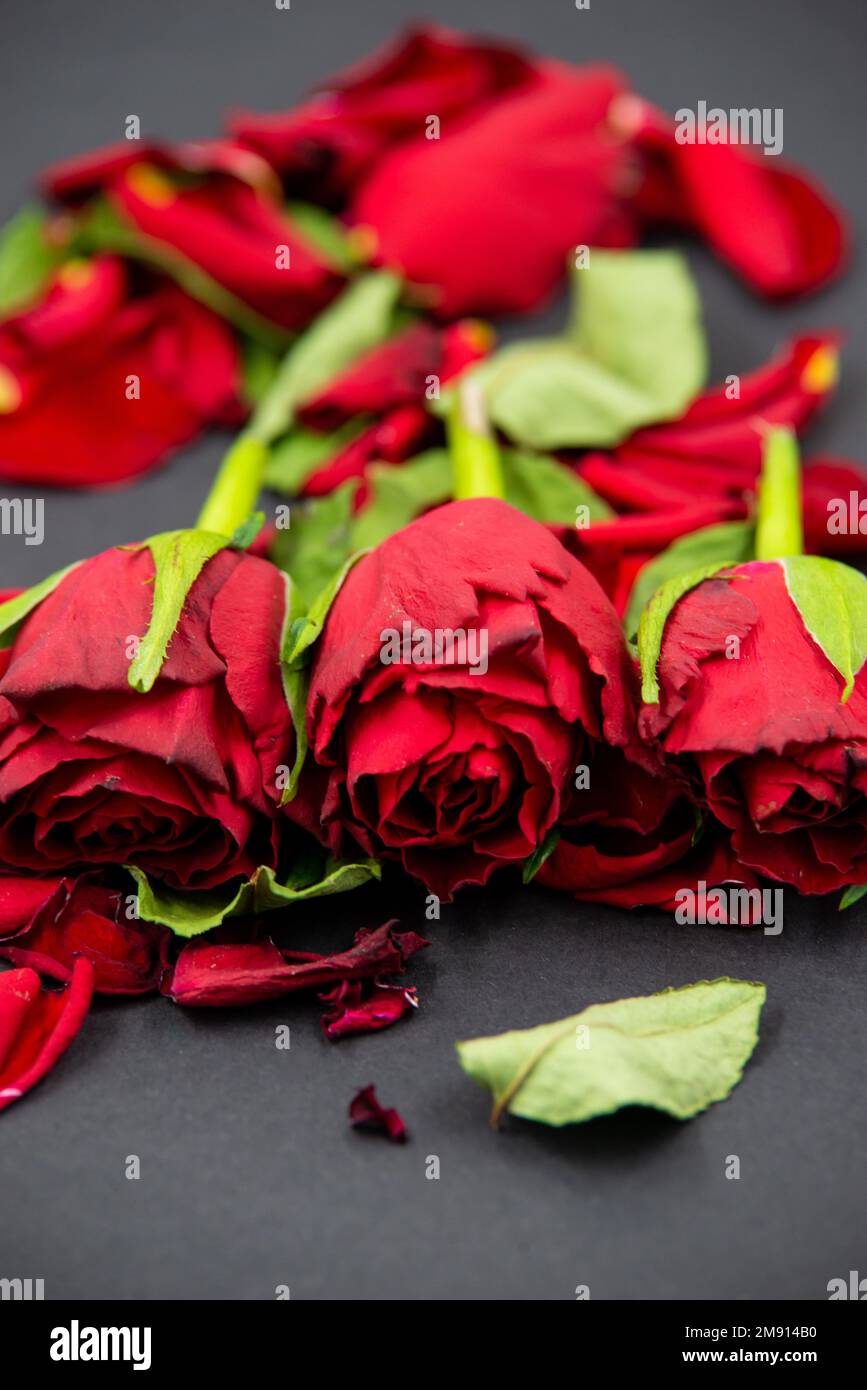 Fallen leaves roses hi-res stock photography and images - Alamy