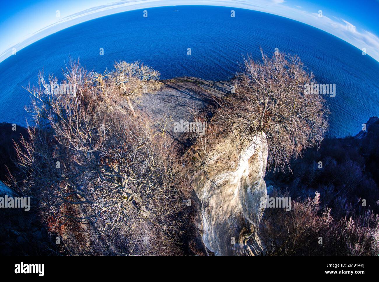 Sassnitz, Germany. 16th Jan, 2023. Trees stand on the chalk cliffs on ...
