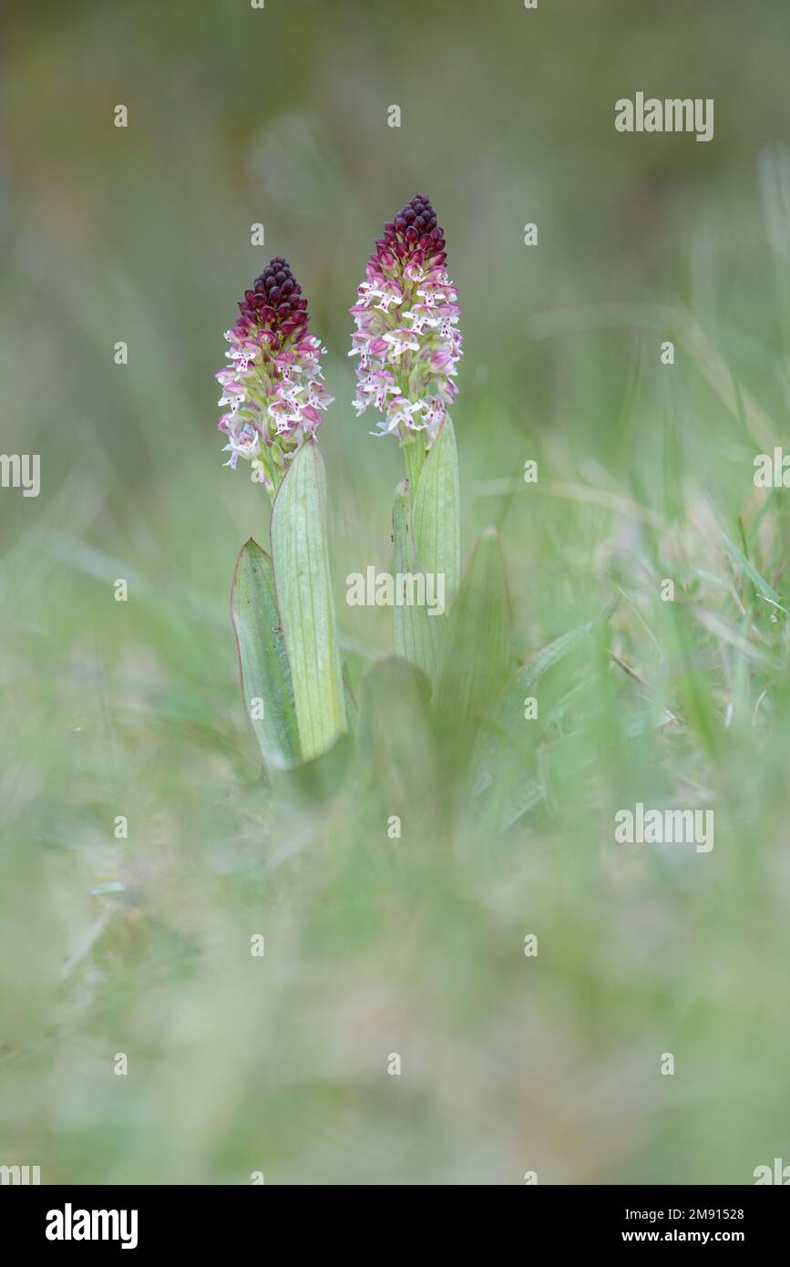 Burnt-tip orchid Orchis ustula two flowering plants growing in grass meadow in Spring. France, Europe Stock Photo