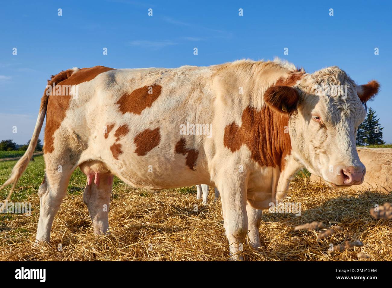 Cow, white and brown; Fur, Denmark Stock Photo