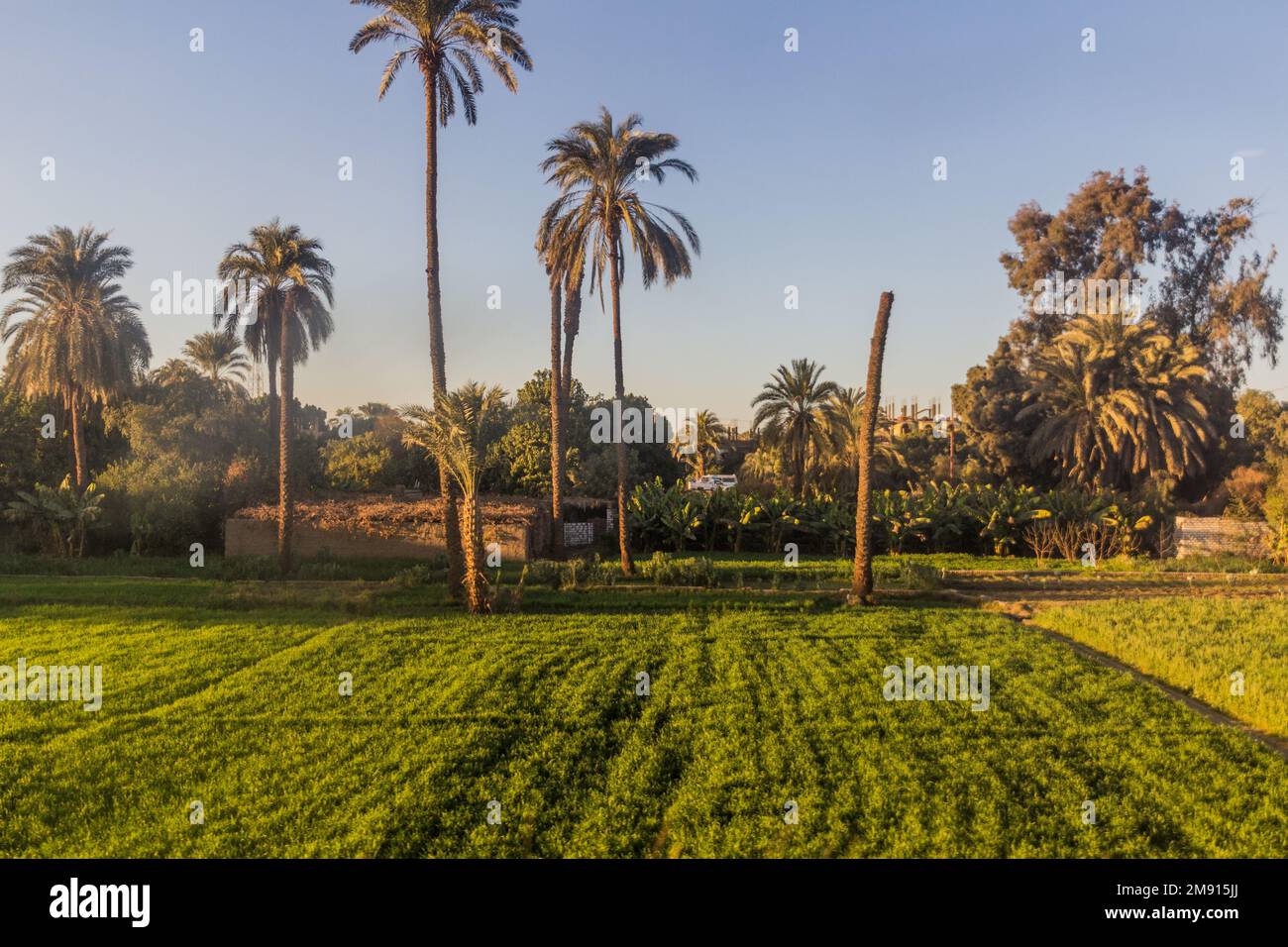Lush fields along river Nile in Egypt Stock Photo - Alamy